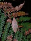 Hylaea fasciaria