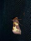 Diachrysia chrysitis
