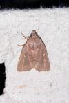 Xestia agathina