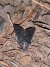 Aporophyla nigra