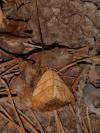 Falcaria lacertinaria