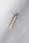 Crambus hamella