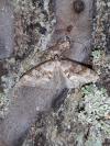 Nothocasis sertata