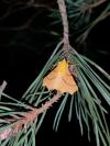 Ennomos alniaria