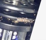 Dioryctria