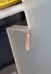 Crambus hamella