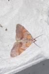 Pennithera firmata firmata