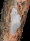 Idaea straminata