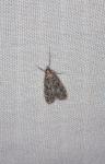 Eudonia truncicolella