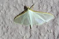 Palpita vitrealis