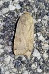 Noctua orbona