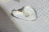 Cilix glaucata