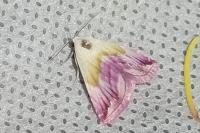 Eublemma purpurina
