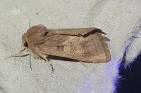 Episema glaucina