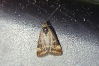 Pyrausta despicata despicata