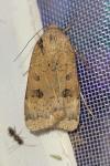 Noctua interposita