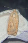Noctua interposita