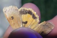 Noctua interposita