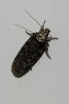 Depressaria