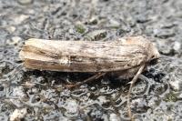 Xylena solidaginis