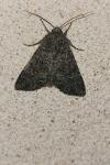 Mamestra brassicae
