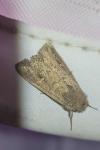 Mythimna albipuncta