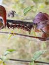 Acronicta rumicis