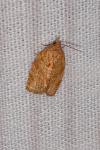 Adoxophyes orana