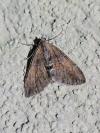 Thera obeliscata