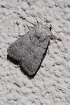 Caradrina clavipalpis
