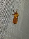 Triodia sylvina