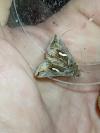 Macdunnoughia confusa