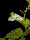 Nothocasis sertata