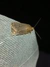 Amphipyra tragopoginis