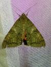 Catocala nupta