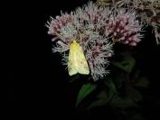 Cirrhia icteritia