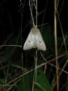Leptologia lota