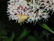 Udea ferrugalis