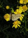 Peribatodes rhomboidaria rhomboidaria