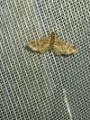 Gymnoscelis rufifasciata