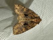 Mniotype satura