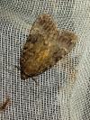 Amphipyra berbera/pyramidea