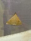 Hypena proboscidalis