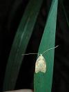 Carcina quercana