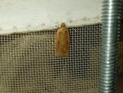 Agonopterix ciliella/heracliana