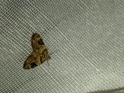 Thera vetustata