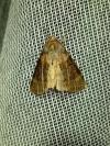 Cymatophorina diluta