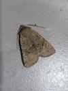 Propenistra laevis