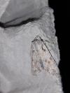 Lithophane ornitopus