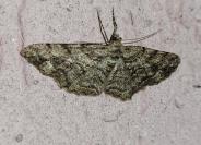 Peribatodes secundaria